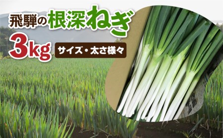 《先行予約》飛騨の根深ねぎ 3kg 訳あり ねぎ ネギ 水村農園