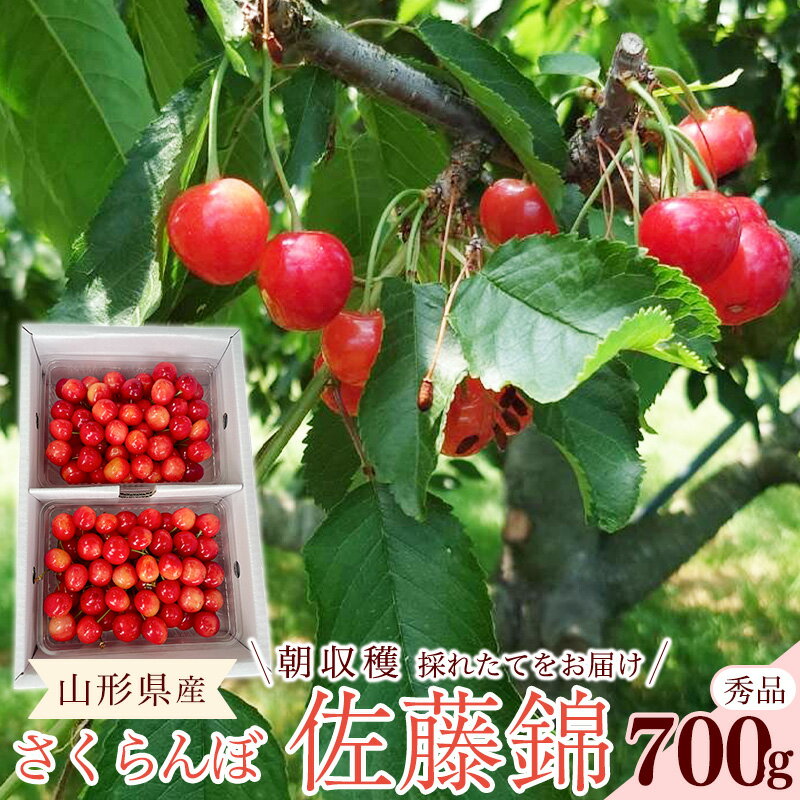 【ふるさと納税】【先行予約】 令和8年産 さくらんぼ 佐藤錦 Lサイズ以上 秀品 700g （350g×2パック） 2026産 山形県産【2026年6月上旬頃〜6月下旬頃発送予定】※配送不可 沖縄・離島フルーツ 果物 果実 山形産 2026年産 令和8年 直送 お取り寄せ