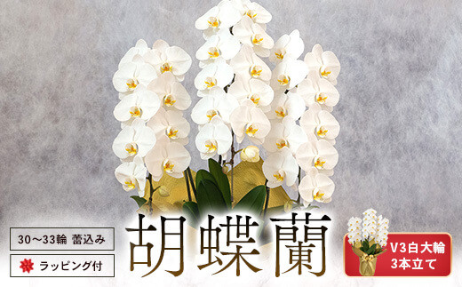 
            BS-814 胡蝶蘭 V3白大輪3本立て 30~33輪 蕾込み ラッピング付
          