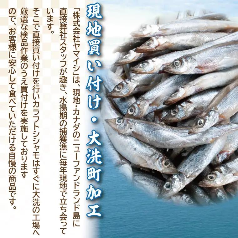 【数量限定！】 子持ち カラフトシシャモ 3kg (500g×6袋) 訳アリ シシャモ ししゃも カラフトししゃも 大洗 規格外 訳あり わけあり 傷_AV011