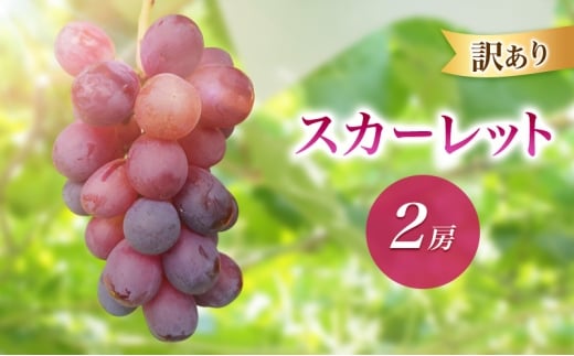 2026年産訳ありスカーレット２房　種なし 果物 葡萄 ぶどう マスカット フルーツ 長野県 駒ケ根市 長野県 駒ケ根市 [№5659-1686]