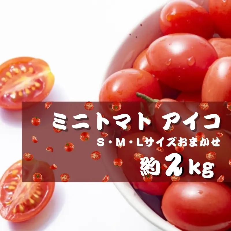 ミニトマト アイコ (松トマト） 約2kg（S・M・Lサイズおまかせ）【5月発送】【sml131A-5】