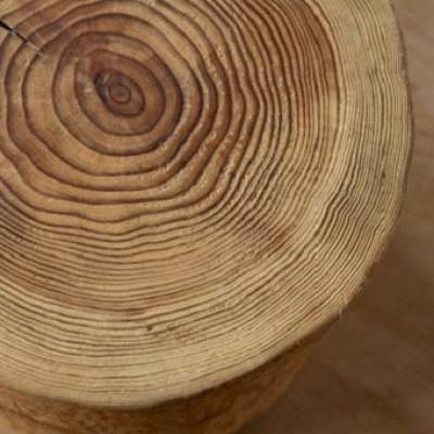 ふるさと納税 与謝野町 森の美しさを守る　与謝野スギの丸太こども椅子　自然素材のインテリア　京都丹後の杉でつくったスツール |  | 01