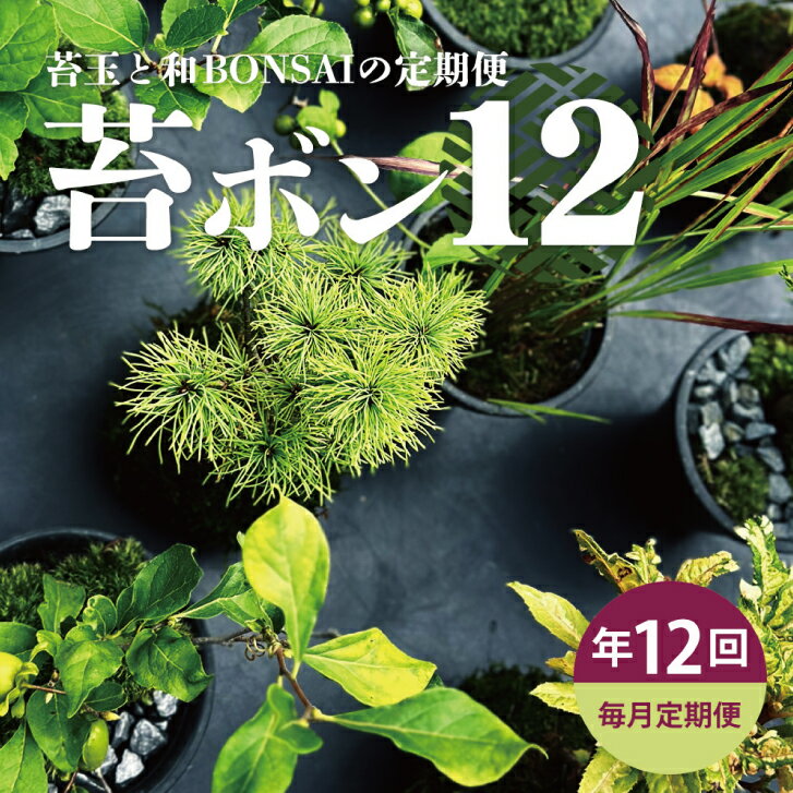 【ふるさと納税】≪12回定期便≫苔玉と和BONSAIの定期便 「苔ボン12」 年12回 お申込み翌月下旬から毎月お届け ※離島発送不可 春 夏 秋 冬 詫び 寂び 盆栽 ぼんさい 苔玉 こけだま 酒田 LotusGarden