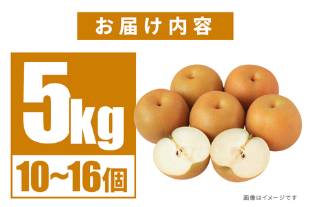 【先行販売/8月中旬から発送】 幸水 梨 ちょっとだけ訳あり 5kg箱 10～16個入 (アカツファーム)  ナシ なし 幸水梨 箱 訳あり 訳アリ 産地 茨城  笠間  完熟 甘い 秋 旬 果物 フ