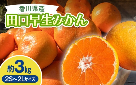 2026年秋よりお届け 農園直送 田口早生みかん　約3kg 果物類 柑橘類 フルーツ FAH-0183