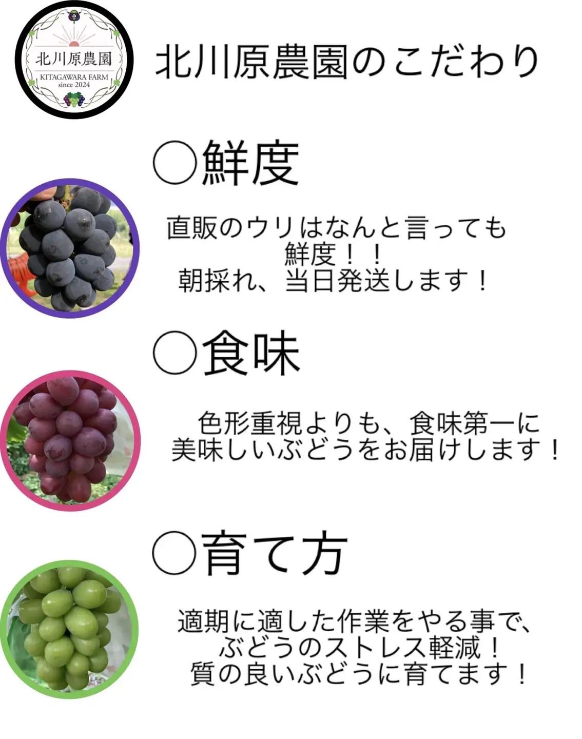 【2026年先行予約】種なしぶどう クイーンルージュ®(長野県オリジナル品種) 約1kg (2 ~ 3房) ｜ ぶどう