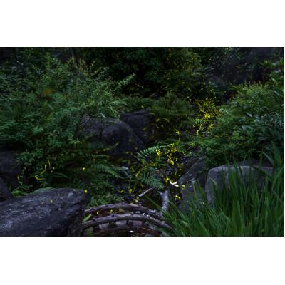 ふるさと納税 天理市 天理の風景5『 THE GARDEN OF DELIGHT 』A4メタルグラフィックアート
