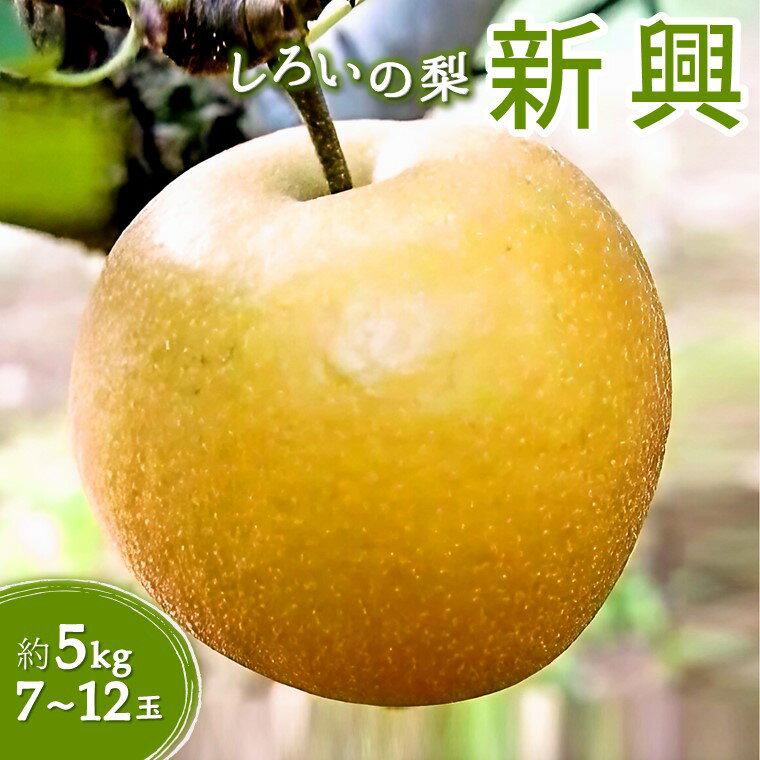 【ふるさと納税】【今秋収穫分】梨 新興 5kg 7～12玉 予約受付 しろいの梨 フルーツ 果物 名産 特産品 白井の梨 おすすめ 日持ちする梨 甘い