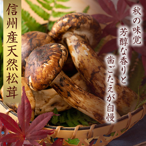 信州産「天然松茸」（約150g/1～6本） きのこ 秋の味覚 高級食材 国産松茸 日本産松茸 高級品種 信州伊那谷産 採れたて 直送 希少価値 