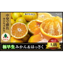 【ふるさと納税】定期便 手さげ箱 セット 極早生 有田みかん ＆ はっさく 全2回 南泰園