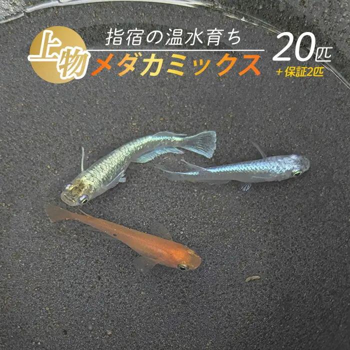 10営業日以内に発送 温水育ち 上物メダカミックス20匹 otofarm IB148-001  ※北海道・沖縄・離島配送不可※メダカ メダカ