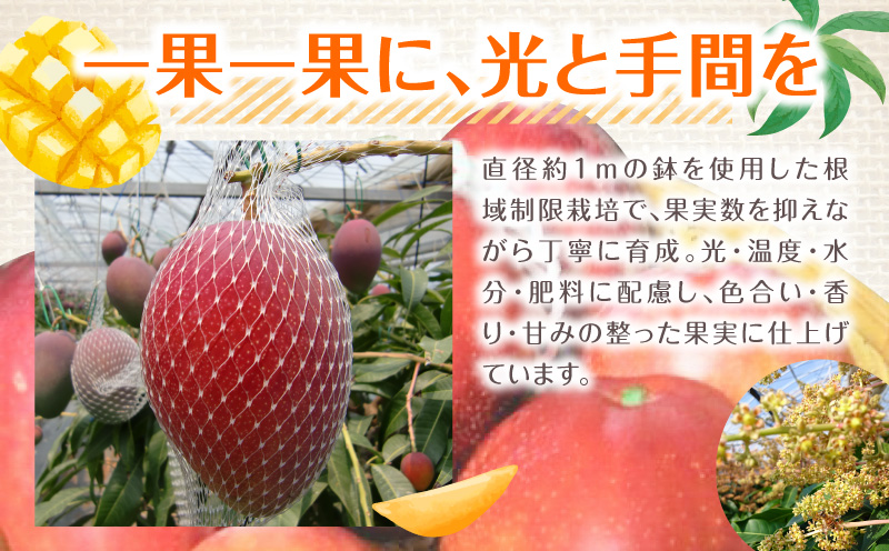 《2026年発送先行予約》【数量・期間限定】宮崎県産鉢植え完熟マンゴー 熟赤の雫(あかのしずく) 化粧箱入り2L×2玉 完熟マンゴー マンゴー フルーツ くだもの デザート スイーツ 南国_M168-