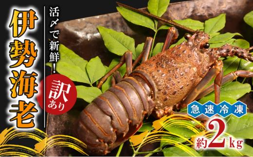 ＼最短7営業日以内発送／ 訳あり 活〆 急速冷凍 伊勢海老 2kg (4~8尾) 伊勢エビ 海老 冷凍 プリっぷり 生 活き 締め 〆 伊勢えび 九十九里 エビ プリプリ ぷりぷり 特選 刺身 生食用 海鮮 新鮮 高級 人気 国産 天然 安全 直送 お祝い ギフト おすすめ 千葉県 旭市 株式会社 幻屋 mby007