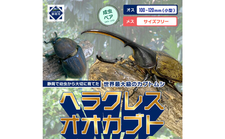 （ペア）ヘラクレスオオカブト小型オス（100-120mm）&メス（サイズフリー）【配送不可：北海道・沖縄・離島（一部除く】□