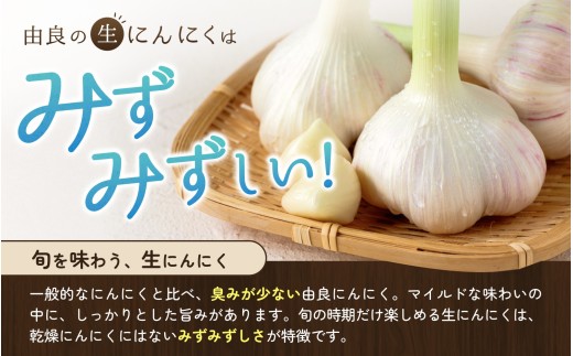 にんにく 秀品　由良の生にんにく 2kg / ニンニク 生ニンニク ガーリック ※2027年4月下旬より順次発送【ksnw006】 