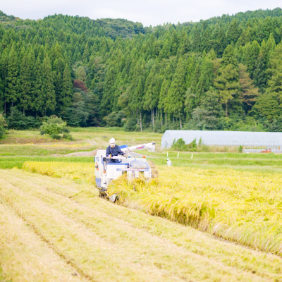 [先行予約] R7年産 関川村産コシヒカリ6kg(3kg×2) 丁寧に育てた贅沢米 [山口ファーム]