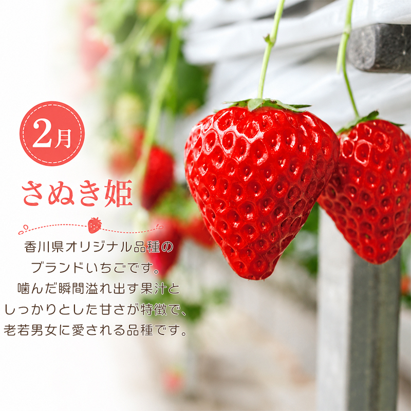 定期便 3回 いちご 苺 みかん キウイ 小原紅早生 キウイっこ 小粒 さぬき姫 旬 季節 秋 果物 フルーツ 旬 旬のフルーツ 贈答用 ギフト プレゼント 香川県 丸亀市 さぬき姫&小原紅早生&キウ