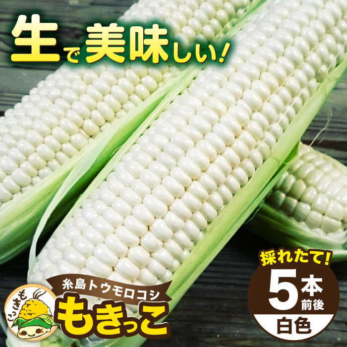 【ふるさと納税】【お中元対象】【先行予約】糸島産 トウモロコシ 「もきっこ」 白 (5本前後) 【2025年6月下旬以降順次発送】糸島市 / 内田農業 [AZH005] とうもろこし コーン 8000円