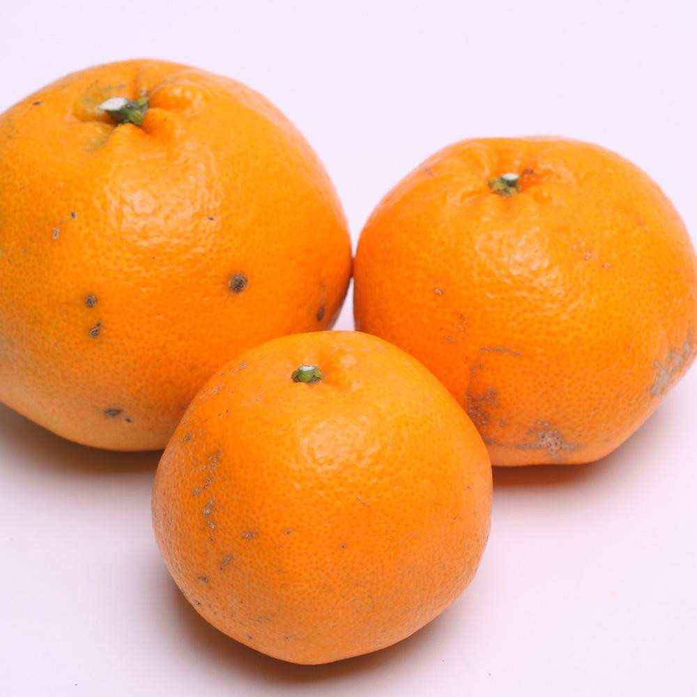 ［先行予約］家庭用 はるみ1kg+250g（傷み補償分）［デコポンの姉妹品種・新食感春みかん］［光センサー選別］［わけあり・訳あり］［IKE91］