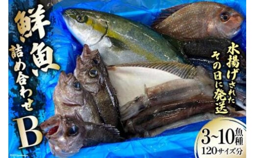 
										
										鮮魚 詰め合わせ B 3～10魚種 120サイズ分 [さんりくみらい 宮城県 気仙沼市 20563532] 産地直送 旬 魚介 魚 さかな レビューキャンペーン
									