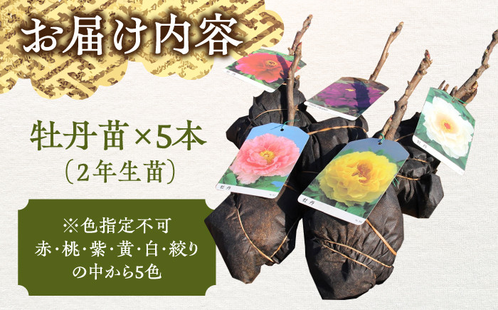 絢爛豪華な牡丹を苗から育ててみませんか？ おすすめ 人気 牡丹 苗 セット