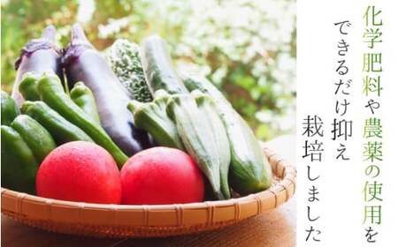 野菜 奈良県産 ※3ヶ月定期便※季節の大和野菜 おまかせ６種セット×3ヶ月 葛城市【smlk-tkb013】