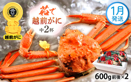 越前がに本場の越前町からお届け！ 越前がに 浜茹で 中サイズ（生で600g前後） × 2杯 【1月発送分】 かにの食べ方しおり かにスプーン付き【かに カニ 蟹】【福井県 越前町 雄 ズワイガニ ボイル 冷蔵 越前ガニ 越前かに 越前カニ ずわいがに ずわい蟹 かに カニ 蟹】希望日指定可 備考欄に希望日をご記入ください [e15-x009_01]