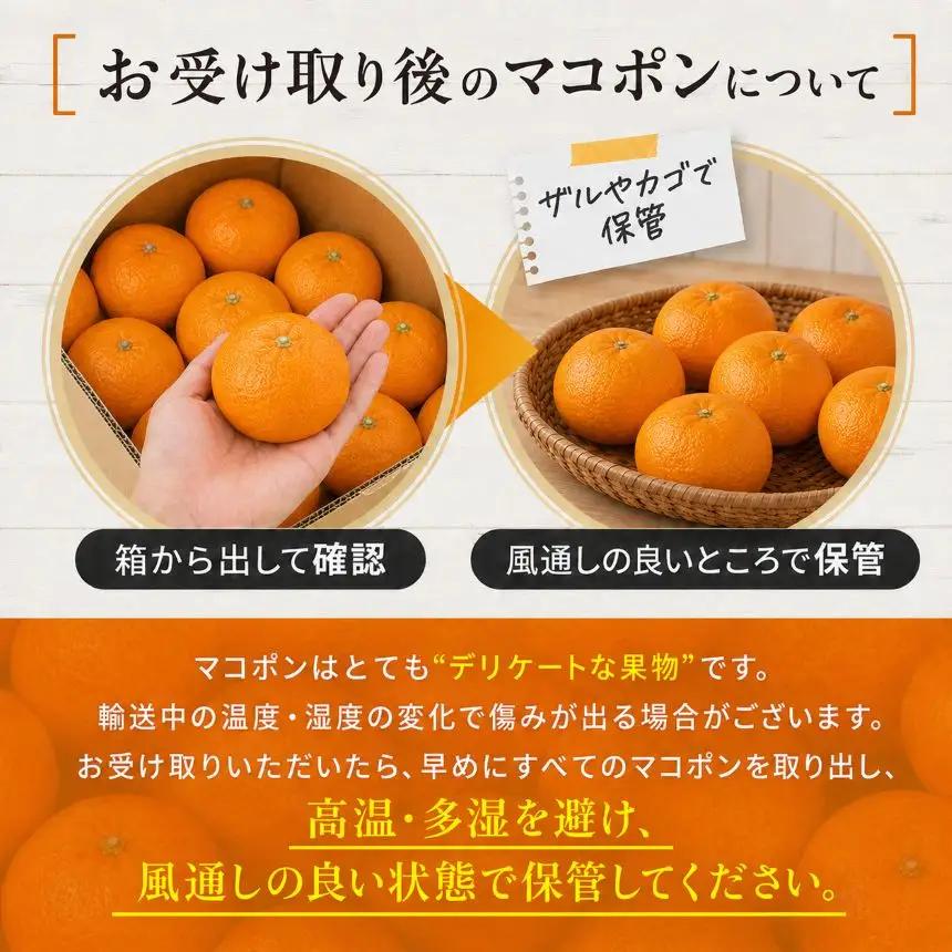 【先行予約】紅モンスター マコポン5玉 | フルーツ 果物 くだもの 果実 柑橘 柑橘類 まこぽん マコポン オレンジ ゼリーオレンジ 不知火 国産 中津市産 産地直送 大分県 中津市