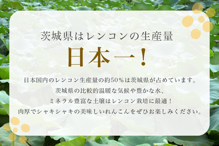 【数量限定・先行予約】 マルタマ真レンコン 3kg れんこん レンコン 蓮根 茨城 国産 お正月 おせち 野菜 17-AC ＜9月上旬～下旬発送予定＞