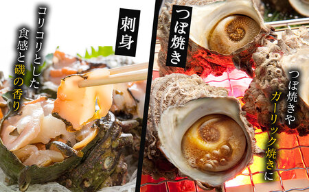 玄海町産 活サザエ 1.0kg ／ 数量限定 希少 貝 魚介 魚介類 海鮮 海産物 サザエ 刺身 壺焼き つぼ焼き バーベキュー BBQ【A186】