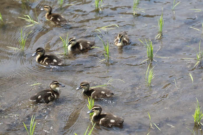 【6回定期便】令和7年度島根県産コシヒカリ 「カモしゃん米」（精米）5kg 【 こしひかり お米 農家直送 無農薬 化学肥料不使用  安心 安全 新米 D-150】