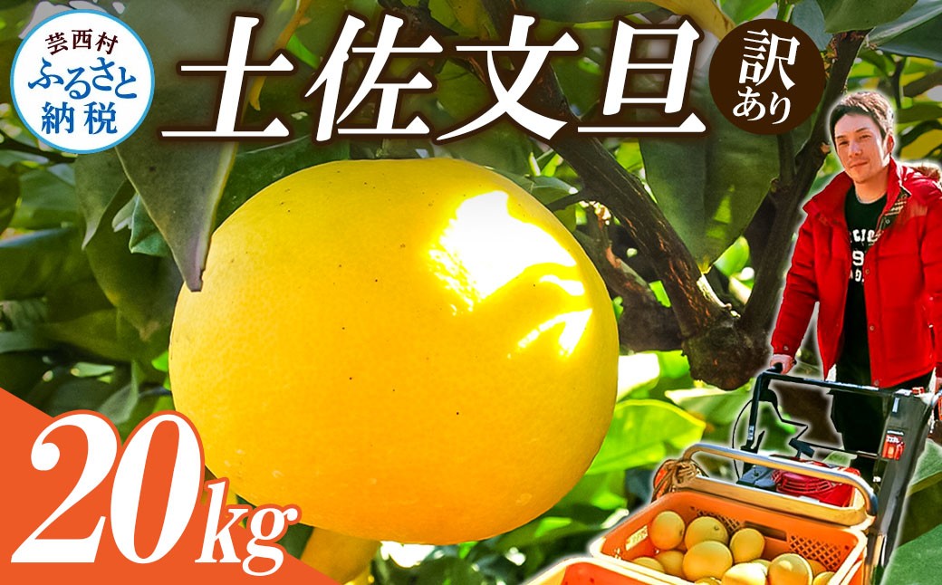 
            【先行予約】高知県産　訳あり土佐文旦20kg(10kg×2箱)
          