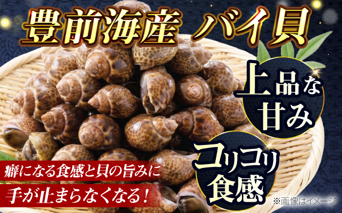 【先行予約】【2026年4月以降順次発送】豊前海産 バイ貝 1kg   (20～35個前後) 《築上町》【明青丸】 バイガイ 貝 カイ [ABCB004] 15000円 1万5千円