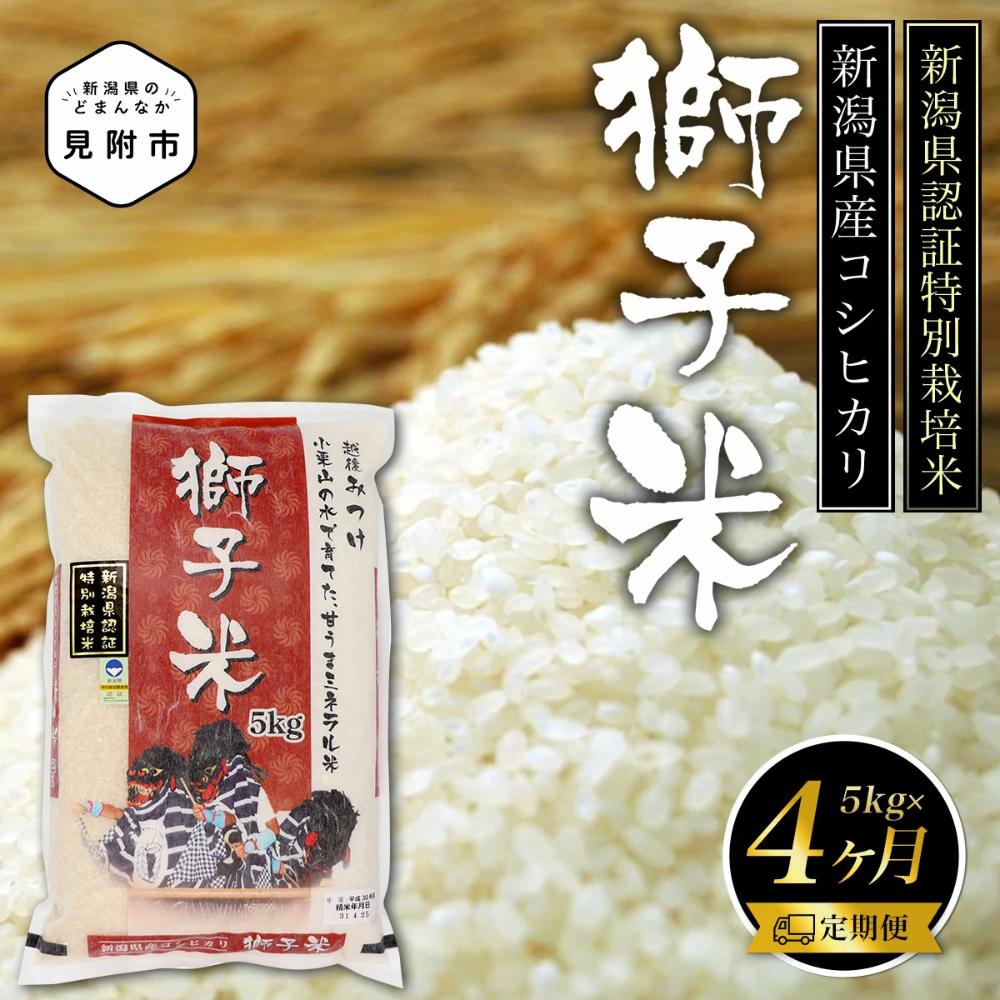 
            新潟 特別栽培米 令和6年産 コシヒカリ 「獅子米」 精米 20kg ( 5kg×4カ月 ）定期便 精米 したてを お届け 新潟 のど真ん中 見附市 こしひかり 米 お米 白米 国産 ごはん ご飯 県認証米
          