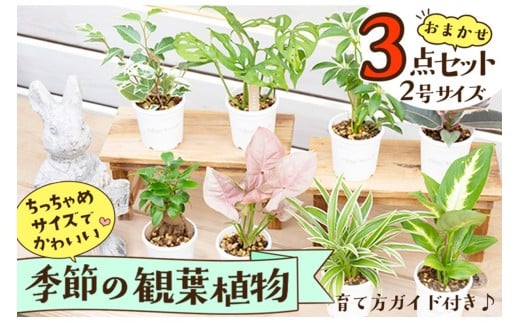 【お部屋にちょうどいい】観葉植物お試し3点セット｜専門店が選ぶ“はじめてのグリーン”【京都・京丹後】　YE00004