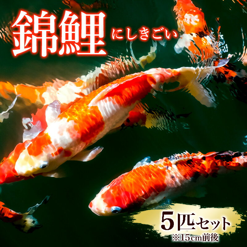 【ふるさと納税】錦鯉 5匹セット (15cm前後) FY25-120