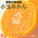 【ふるさと納税】有田の小粒みかん 約5kg (S～3Sサイズ混合)【UT134】 | フルーツ 果物 くだもの 食品 人気 おすすめ 産地直送 送料無料