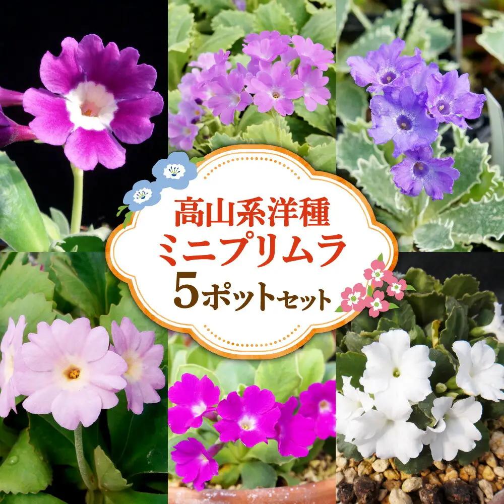 高山系洋種ミニプリムラ5ポットセット