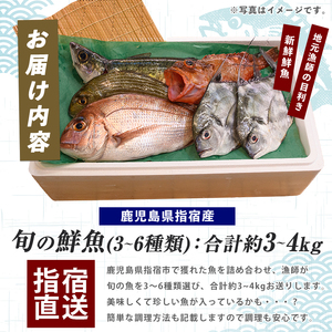 新鮮な魚をお届け 指宿産直便 漁師が選ぶ季節の鮮魚便  3～4kg 指宿山川水産 IB035-022 鮮魚 魚 セット 新鮮 旬