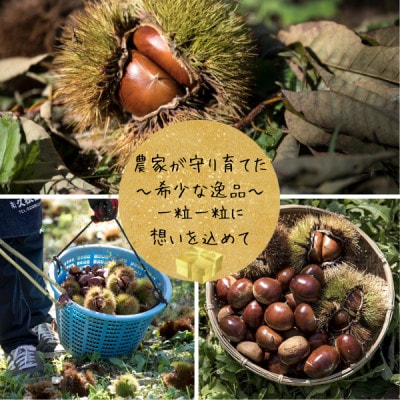 かすみがうら市産焼き栗(200g×4袋) ＆ 茨城県産ほしいも(500g)【配送不可地域：離島】