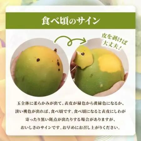 【2026年8月中旬から順次発送・訳あり】今帰仁産の幻のキーツマンゴー1kg(1～2玉)【配送不可地域：離島】【4014741】