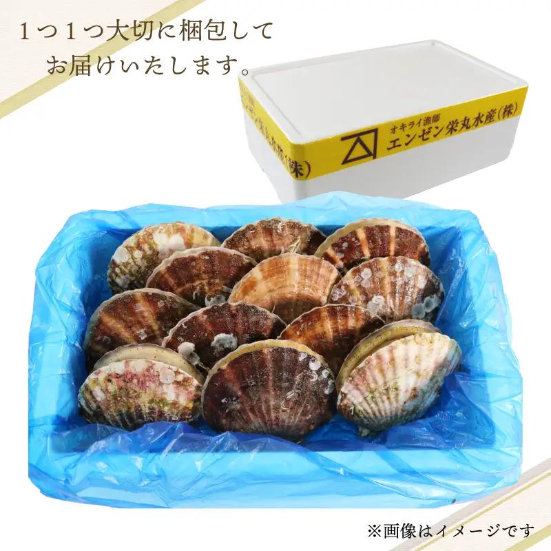 活ホタテ 10枚 (11cm~12cm)