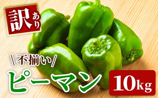 《 朝採れ / 農家直送 》【訳あり】ふぞろいピーマン 10kg ピーマン 新鮮野菜 新鮮 サラダ 野菜 BBQ 規格外 訳あり お取り寄せ 美味しい 料理 おうちごはん 新鮮 国産 日本産 岩手県 一関市 東北