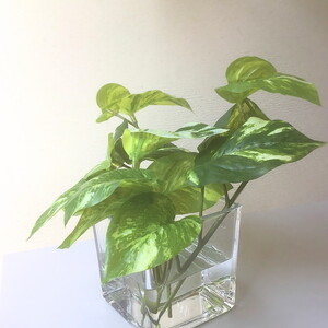倒してもこぼれないお水 癒しのグリーン「ポトス」光触媒