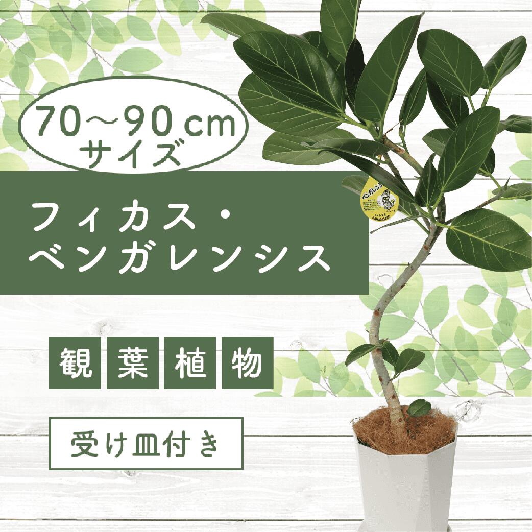 【ふるさと納税】フィカス・ベンガレンシス曲がり(全体70cm～90cm・ジュエル鉢・受け皿付き) ※北海道・沖縄・離島配送不可※ 観葉植物 植物 鉢付 インテリア 室内 オフィス おしゃれ プレゼント ギフト【鎌ヶ迫園芸場】