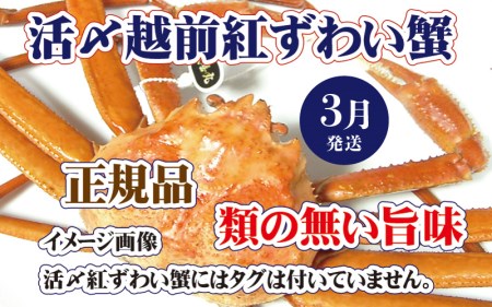 かに 活〆越前 紅ずわいがに × 1杯 旨味満載！！【浜茹で かに カニ 蟹 姿 ボイル 冷蔵 福井県】【3月発送分】 [e37-x001_03b] 【紅ズワイガニ 紅ずわい蟹 紅ズワイ】希望日指定可