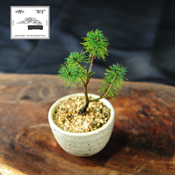 【ふるさと納税】 赤石の泉 赤石五葉松（鉢植え） F-148【現品限り】【配送地限定】