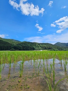 氣米　コシヒカリ　1kg ／ 百姓yukinobu 米  精米 有機栽培 三重県 度会町