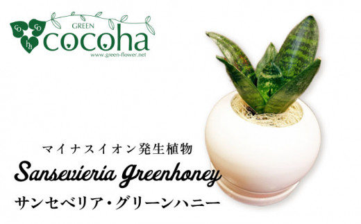 マイナスイオン発生植物『 サンセベリア ・ グリーンハニー 』  糸島市  / cocoha [AWB033] 観葉植物 インテリア グリーン 室内 サンスベリア 観葉植物 おしゃれ 小型 鉢 マイナスイオン サンセベリア ギフト